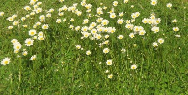 Les Pieds Dans L'Herbe Rosporden ภายนอก รูปภาพ